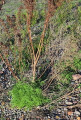 Pelargonium denticulatum
