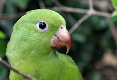 Plain Parakeet photo 2