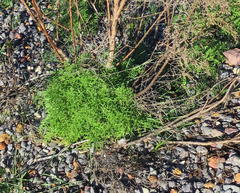 Pelargonium denticulatum