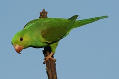 Plain Parakeet photo 3