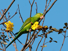 Plain Parakeet photo 5