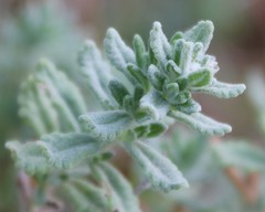Teucrium capitatum capitatum