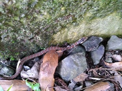 Thamnophis sumichrasti