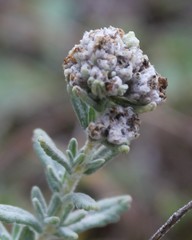Teucrium capitatum capitatum