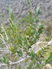 Monttea chilensis