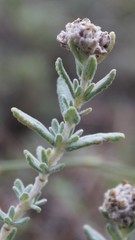 Teucrium capitatum capitatum