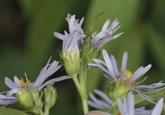 Symphyotrichum puniceum puniceum