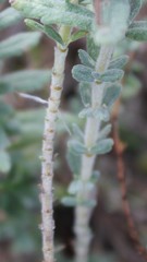 Teucrium capitatum capitatum