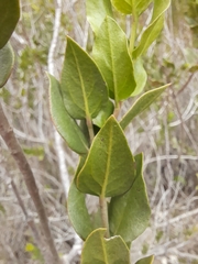 Monttea chilensis