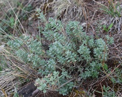 Teucrium capitatum capitatum