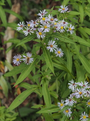 Symphyotrichum puniceum puniceum