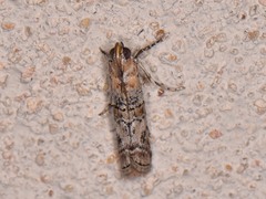 Zamagiria australella