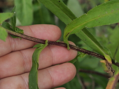 Symphyotrichum puniceum puniceum