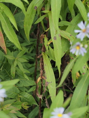 Symphyotrichum puniceum puniceum
