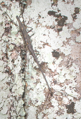 Lasiorhynchus barbicornis