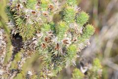 Aspalathus shawii shawii