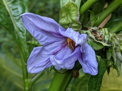 Solanum macrocarpon