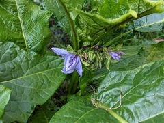 Solanum macrocarpon