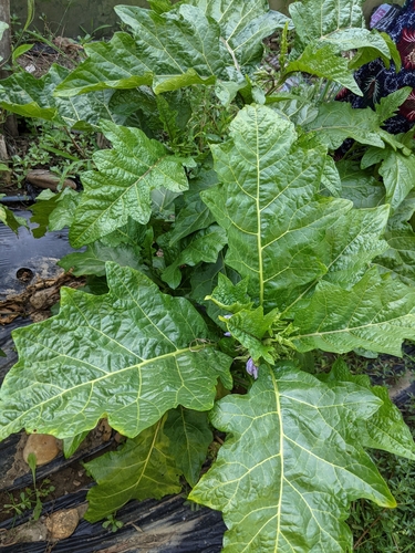 African eggplant