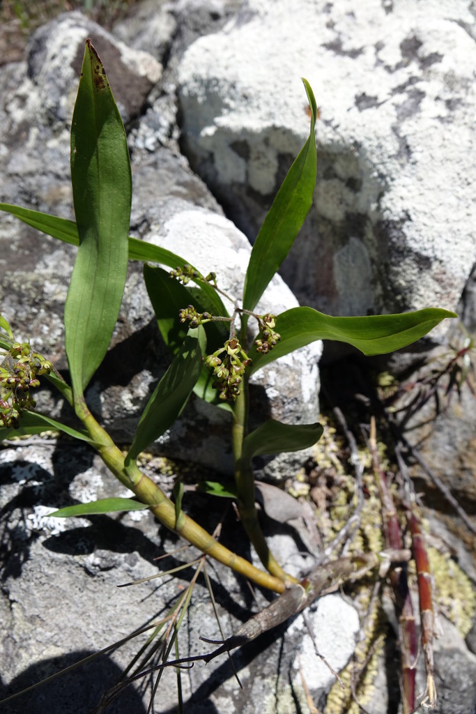Polystachya fusiformis