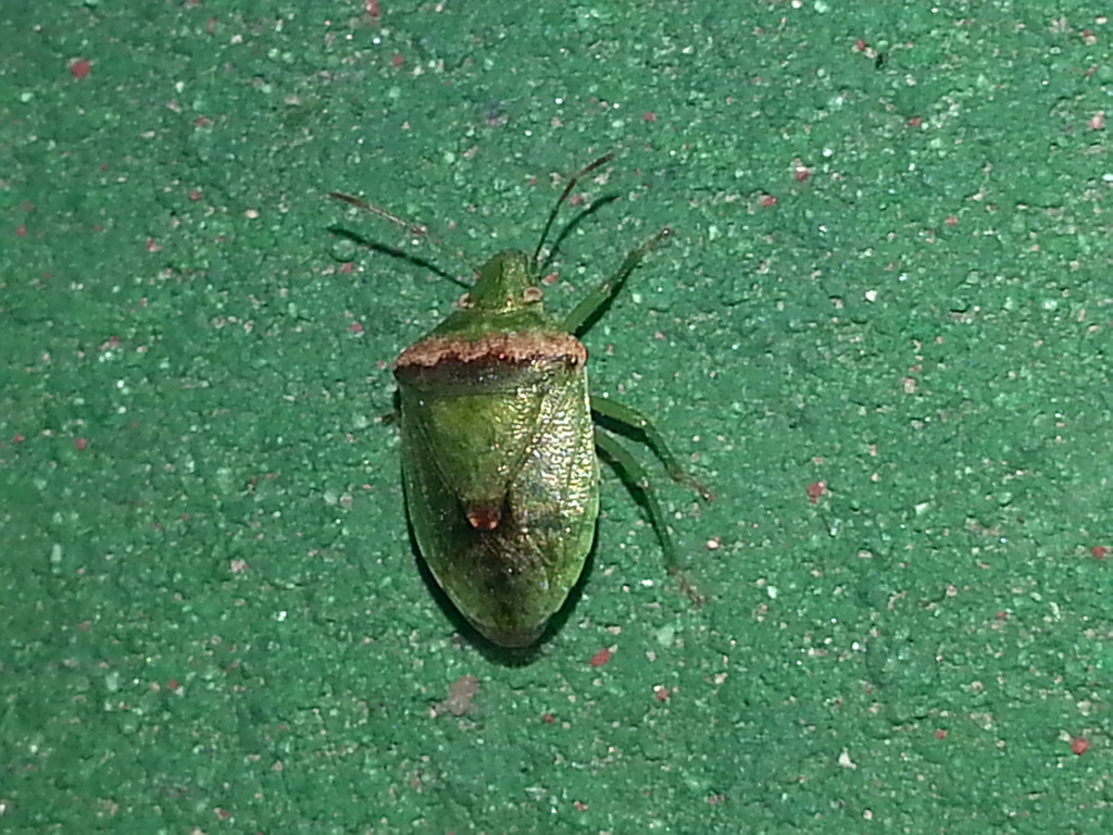 Cyptocephala