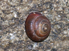 Trochulus striolatus