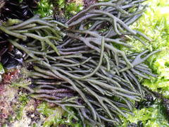 Codium tomentosum