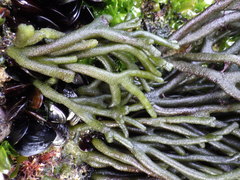 Codium tomentosum