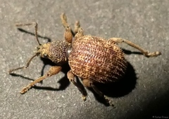Otiorhynchus crataegi