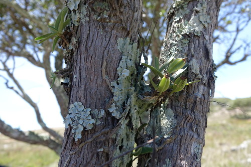 Angraecum image