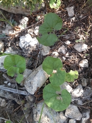 Dichondra brachypoda