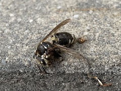 Dolichovespula maculata