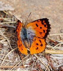 Chrysoritis pyramus pyramus