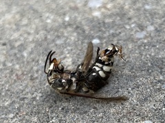 Dolichovespula maculata