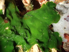 Palmophyllum crassum