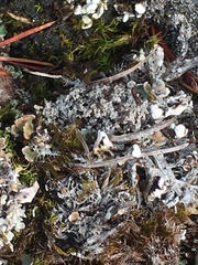 Bryoplaca sinapisperma