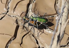 Ellipsoptera marutha