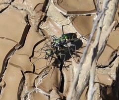Ellipsoptera marutha