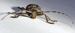 Crossotus stypticus