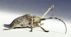 Crossotus stypticus