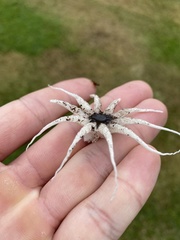 Lysurus arachnoideus