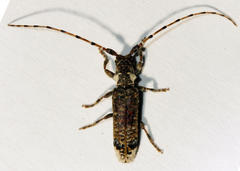 Stenidea insignis