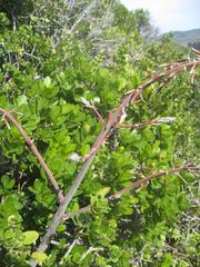 Gasteria acinacifolia