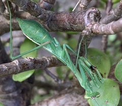 Pseudomantis