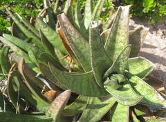 Gasteria acinacifolia
