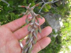 Gasteria acinacifolia