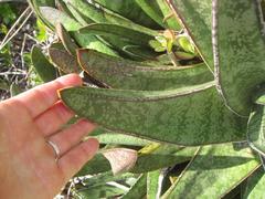 Gasteria acinacifolia