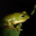 Taipei Green Tree Frog - Photo (c) K.C. Hung, some rights reserved (CC BY-NC-SA)