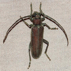 Africophanes amicus