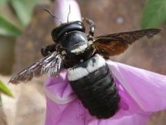 Xylocopa